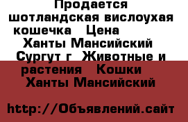 Продается шотландская вислоухая кошечка › Цена ­ 3 000 - Ханты-Мансийский, Сургут г. Животные и растения » Кошки   . Ханты-Мансийский